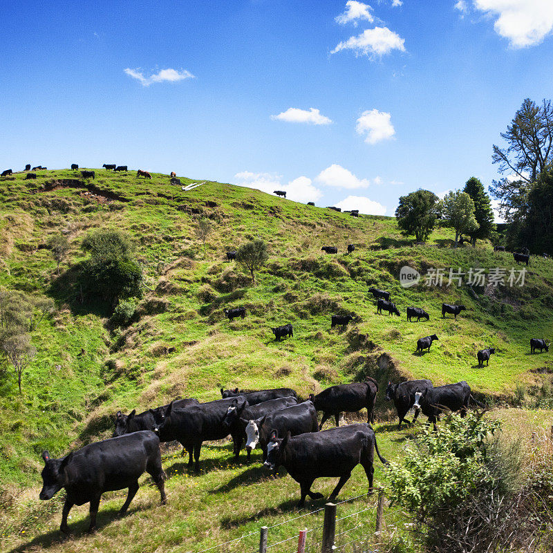 一群奶牛，映衬着新西兰的乡村风光