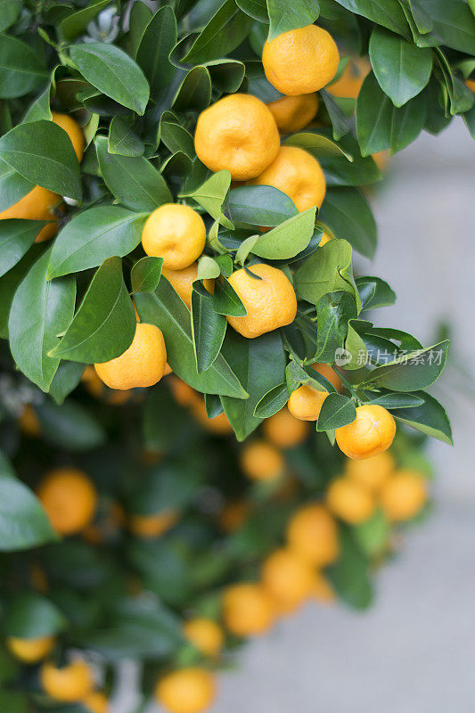 柑橘树。成熟的橘子在树枝上