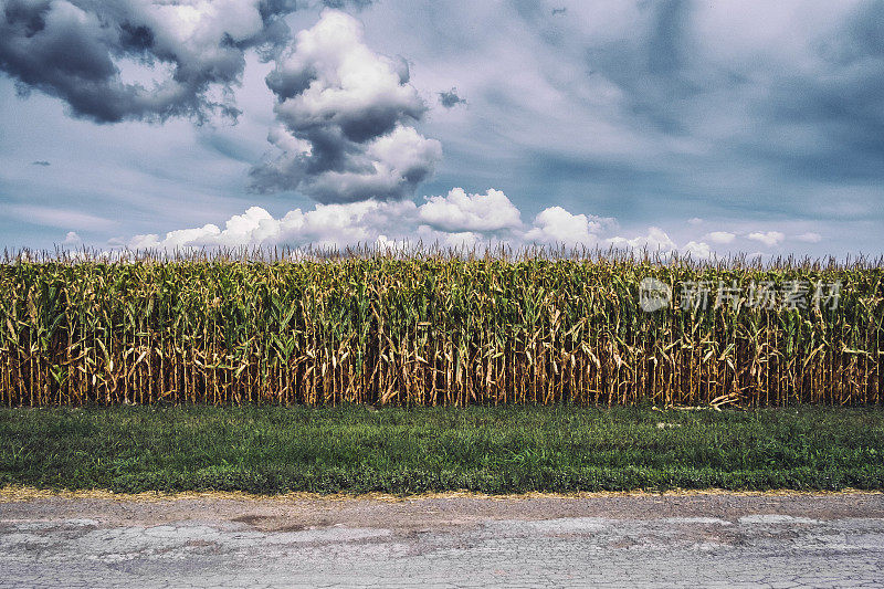 美丽的云朵笼罩在玉米地上。