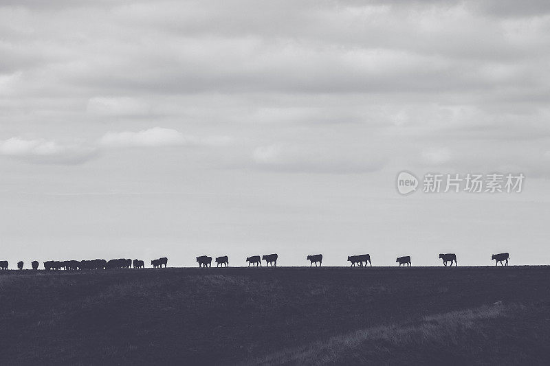 在遥远的地平线上，牛排成一列走回家