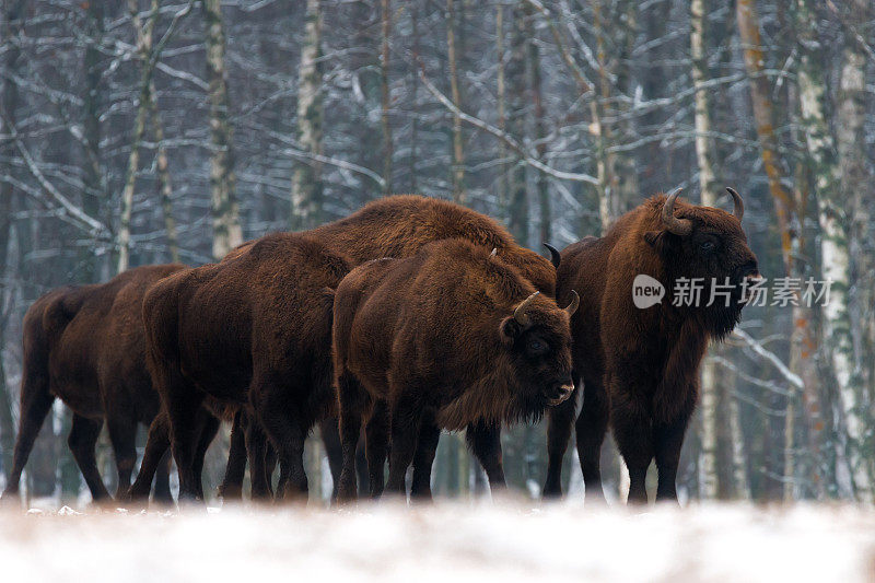 一群野牛站在冬日的原野上。森林背景上有几头棕色的大野牛。森林背景上有一些长着大角的公牛。残忍的帮派。