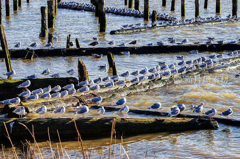 海鸥栖息在废弃的码头圆木上