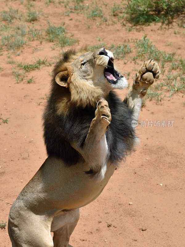 狮子男,纳米比亚