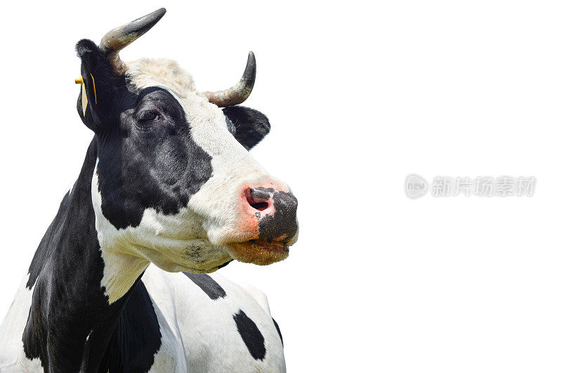斑点黑色和白色的母牛孤立在白色上