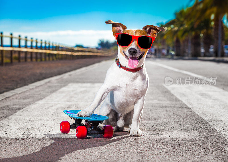 滑板上的溜冰狗