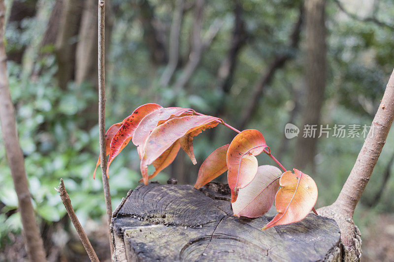 日本公园树干上的红叶