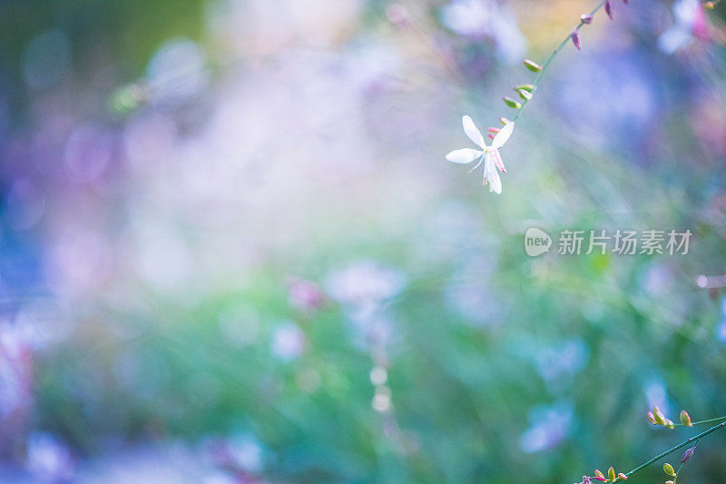 高拉林海美瑞多年生白花在柔软和梦幻的散景背景。