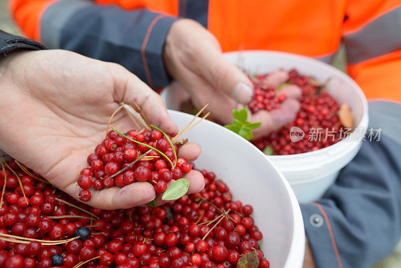 一个成熟的男人和一个年轻的男人一起在森林里工作