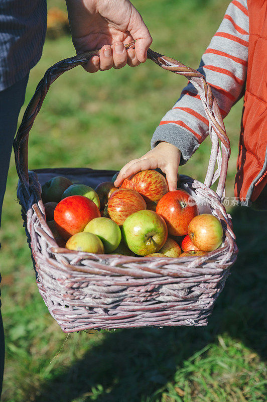 小女孩用手从柳条篮子里摘了一个新鲜的有机苹果