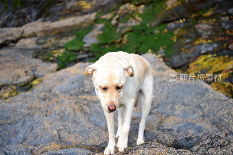 康沃尔一个渔村的拉布拉多寻回犬