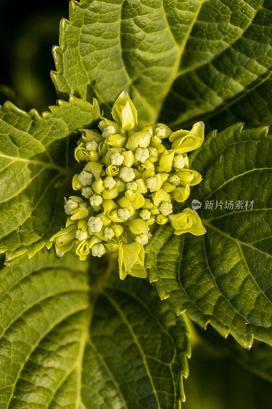 美丽的绿色花朵和叶子的特写