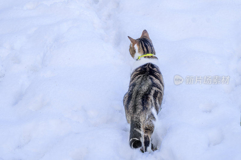 猫花园宠物可爱的户外家虎斑动物毛皮