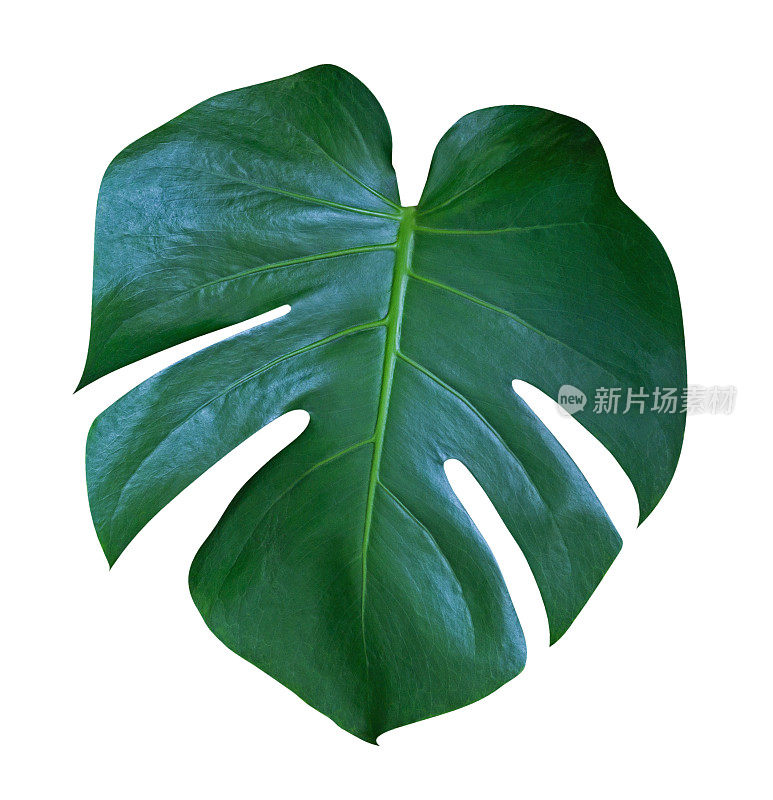芒斯特拉植物的叶子，热带常绿藤本孤立在白色的背景，修剪路径包括