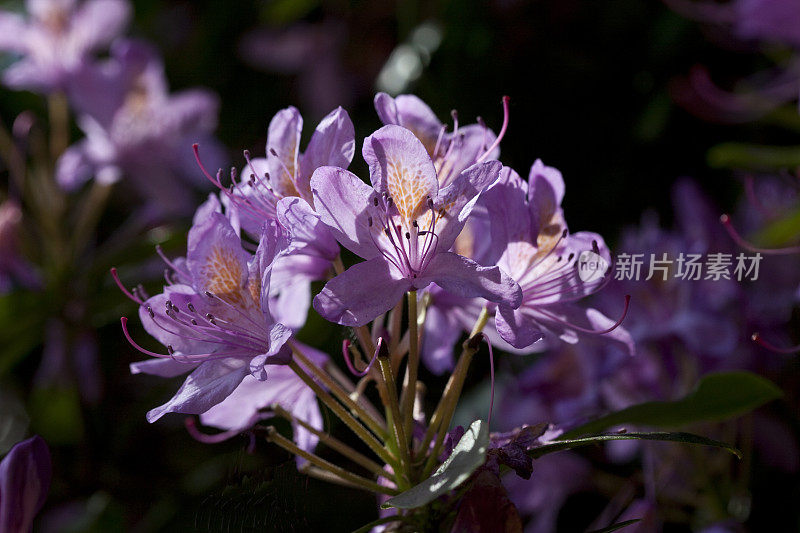 杜鹃花在黑暗的背景