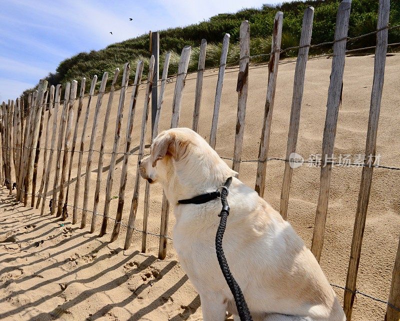 康沃尔的拉布拉多寻回犬