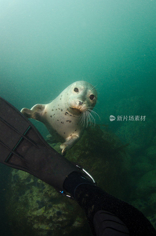 麻斑海豹