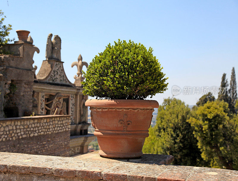 露台和华丽的花盆与黄杨木，意大利。