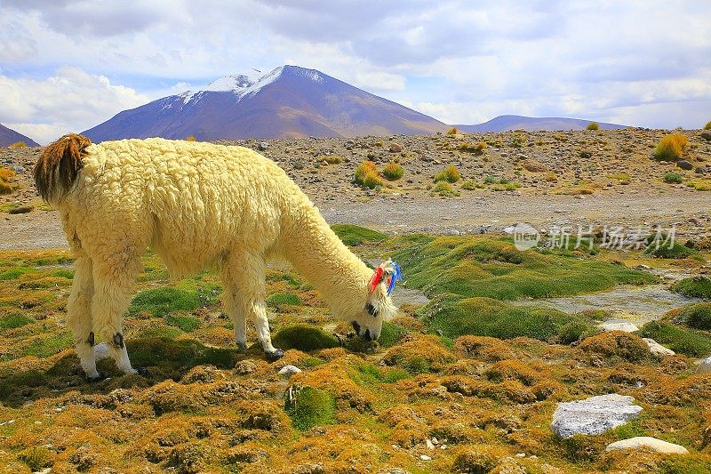 安第斯羊驼，野生动物在玻利维亚安第斯高原和田园诗般的阿塔卡马沙漠，火山景观全景-波托西地区，玻利维亚安第斯，智利，Bolívia和阿根廷边境