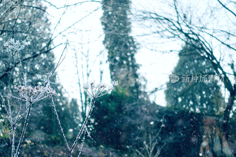 霜草和雪草