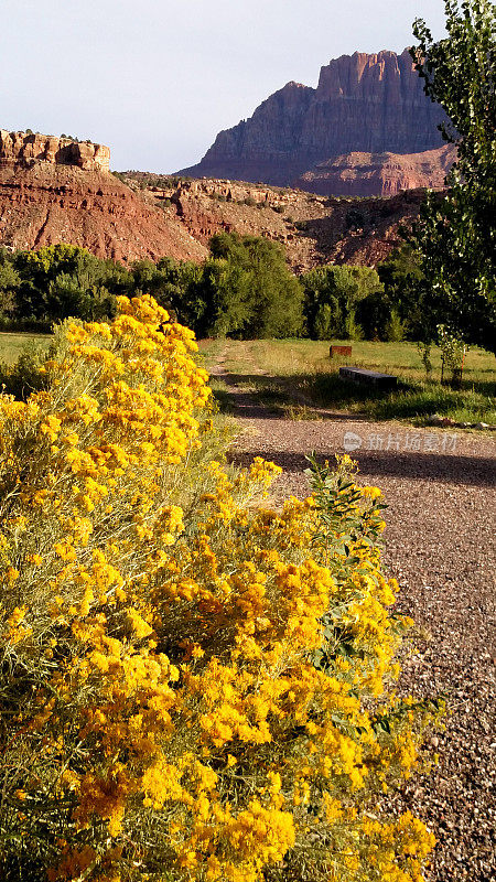 在犹他州洛克维尔的洛克维尔山，黄色开花兔丛的特写