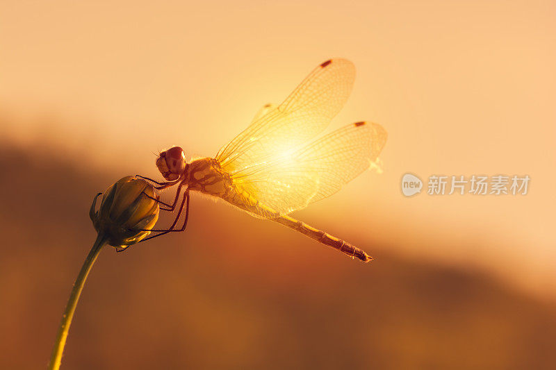 一朵花上的蜻蜓。