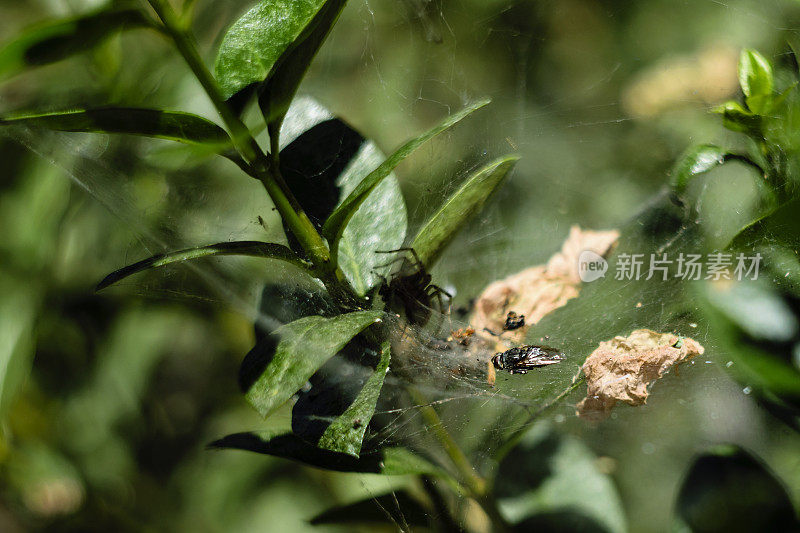 苍蝇的特写镜头捕获在蛛网的蜘蛛，是隐藏在阴影