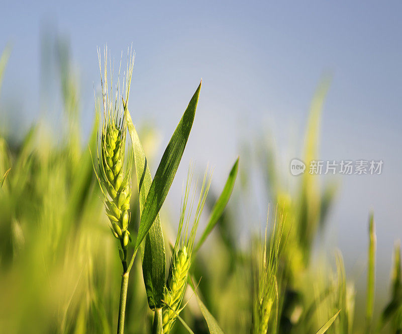 在夏日的阳光下，绿色成熟的麦穗在田野里生长成熟