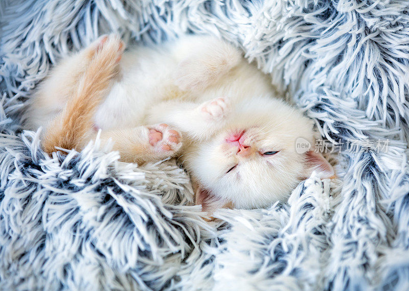 睡着的可爱小猫躺在毛茸茸的毯子上