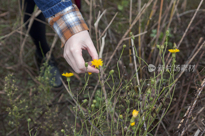 女人手抚黄花的细节镜头