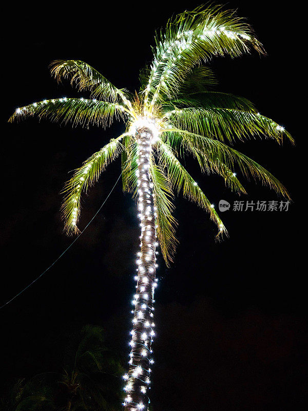 装饰着节日彩灯的棕榈树