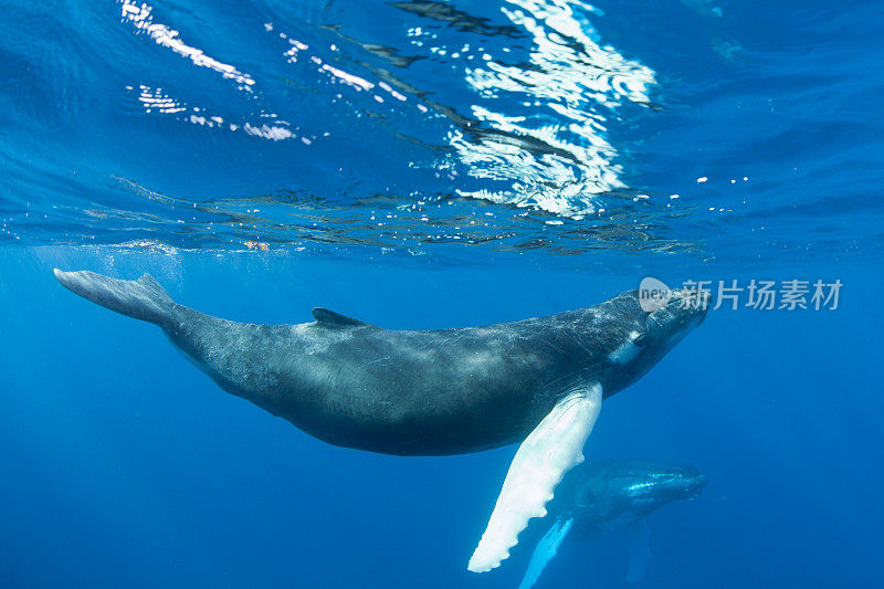 热带水域中的座头鲸