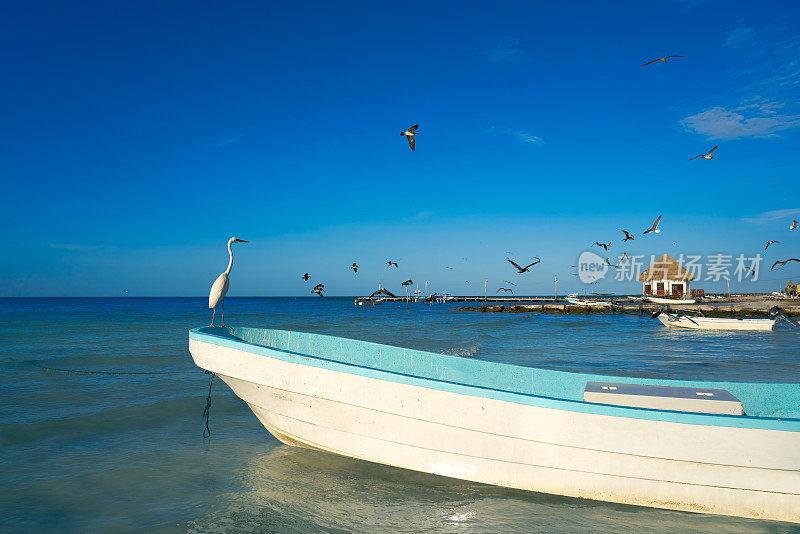 在海滩上的鹭鸟和船