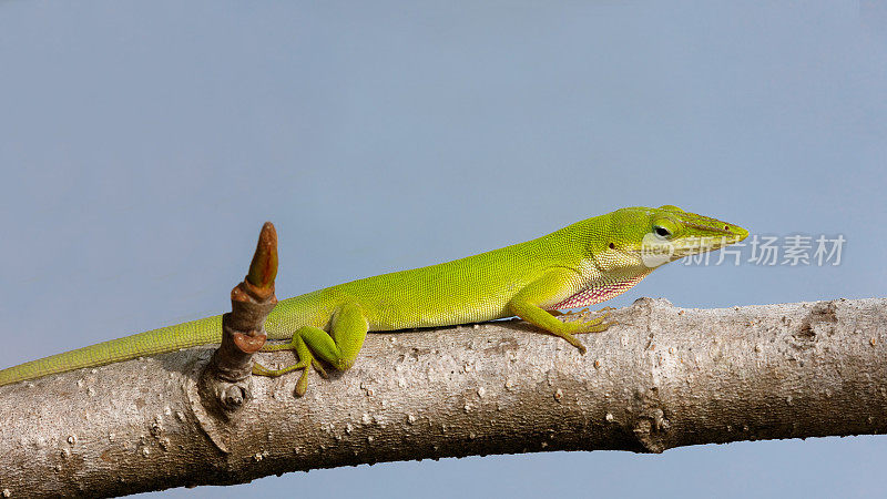 绿变色龙蜥科，栖息在美国佛罗里达州的一根树枝上