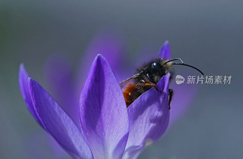 蜜蜂在磨粉