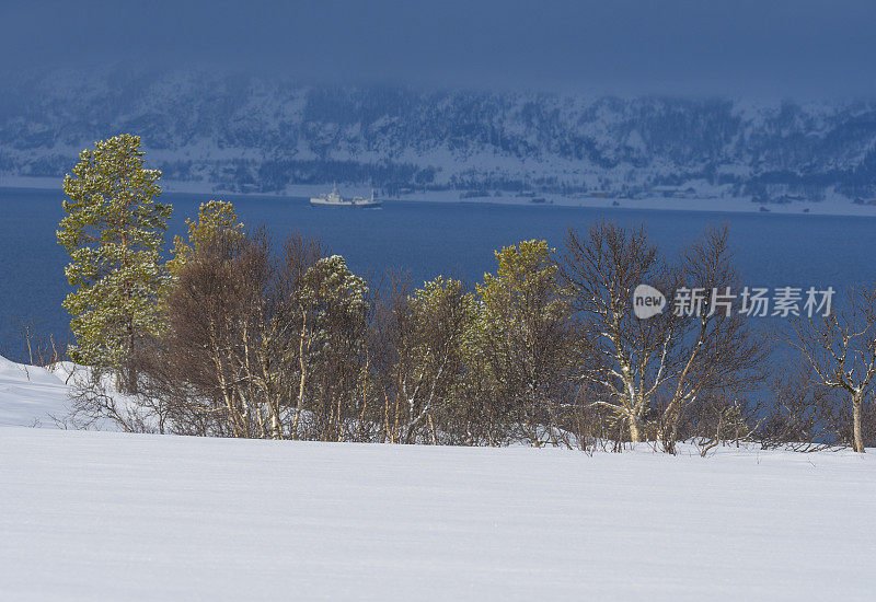 冬天，挪威北部峡湾岸边的树木。