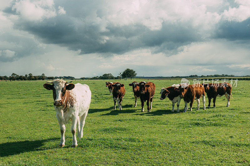 牛在绿色的草地上吃草。
