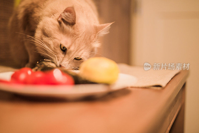粗心的猫在餐桌上吃鱼