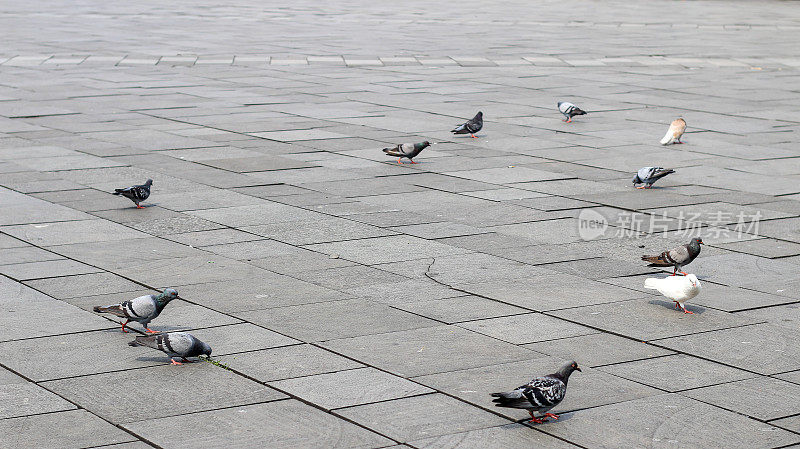 雅加达广场老城区的鸟