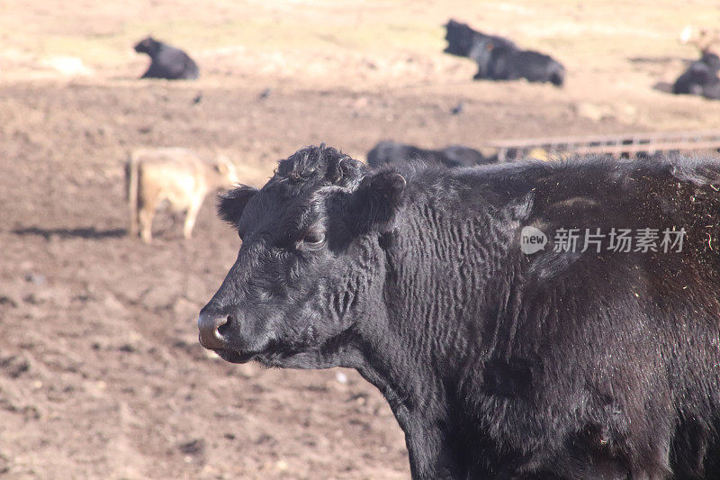 沙丘和海滩附近泥泞的田地里的肉牛