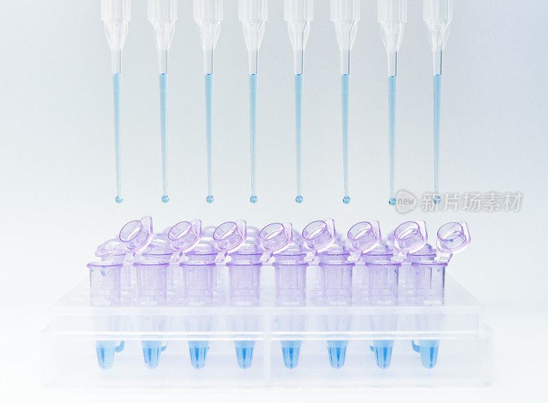 PCR混合物包括DNA、引物、缓冲液、dNTP