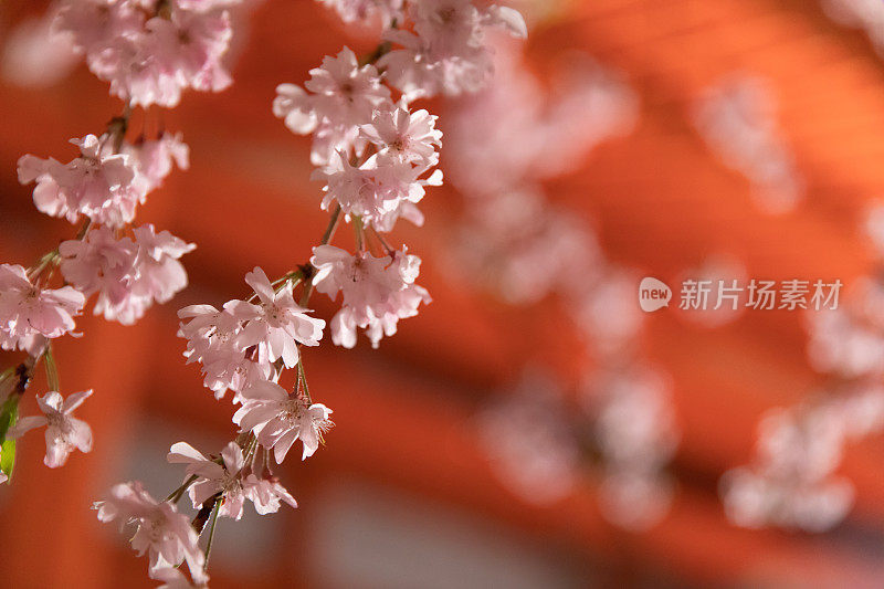 樱花在夜晚盛开