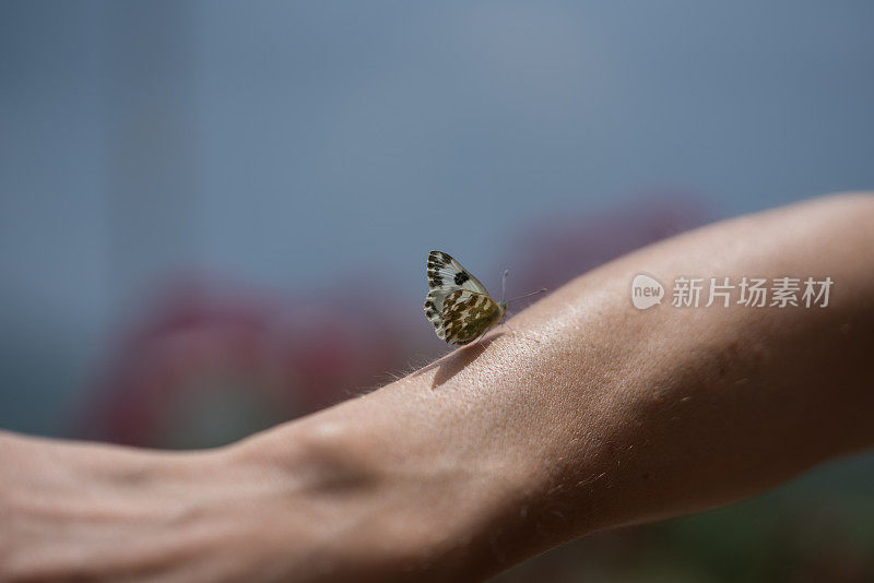 蝴蝶在人的手臂上