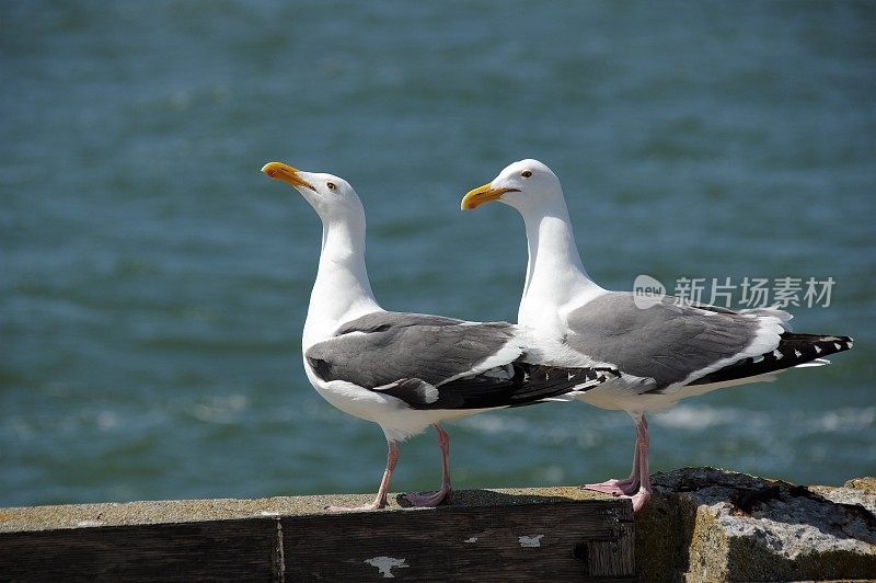 海鸟在行动