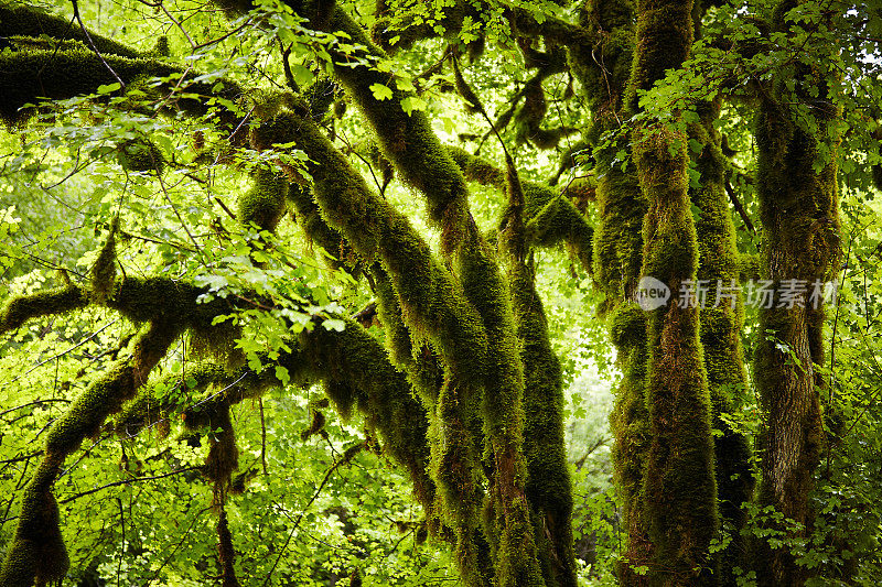 热带雨林中长满苔藓的绿树
