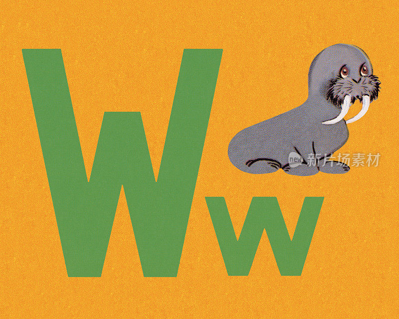 W是海象中的W