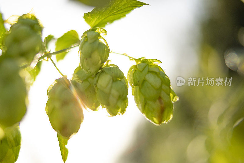 在自然界中夏季生长的啤酒花用于啤酒酿造