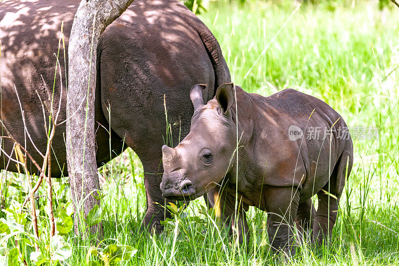 小白犀牛和妈妈