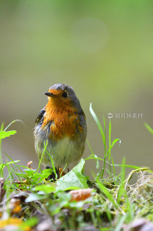 罗宾(红心rubecula)