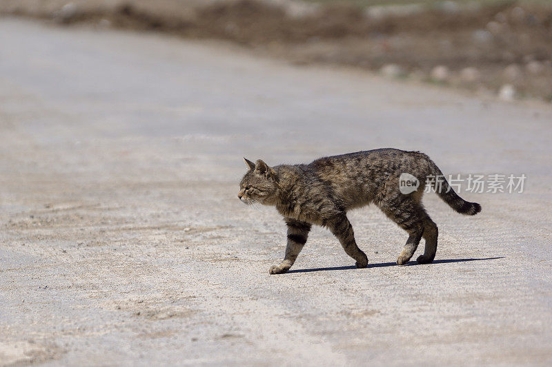 猫走在路上