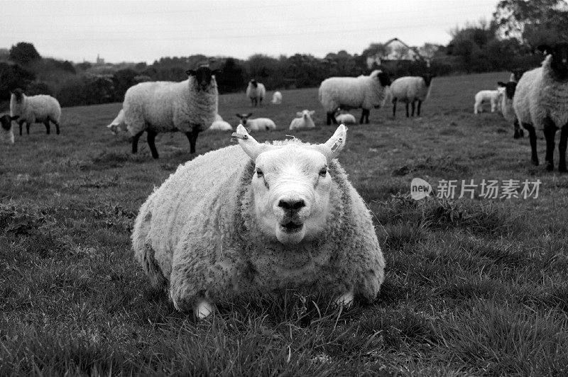 黑白相间的羊群中的公羊